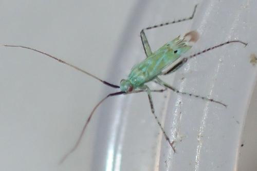 Camptotylus linae